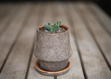 荒波　Faucaria Tuberculosa "ARANAMI"