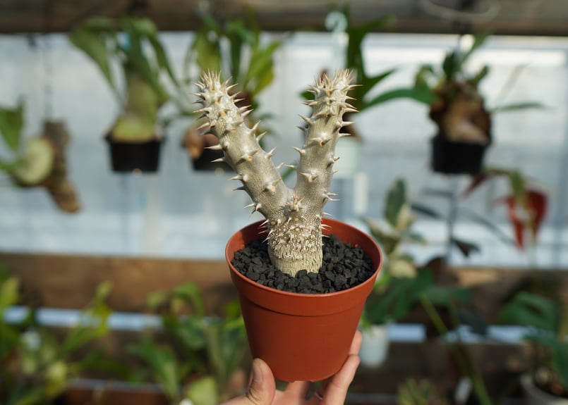 パキポディウム デンシフローラム No.1 | mana's farm:塊根植物