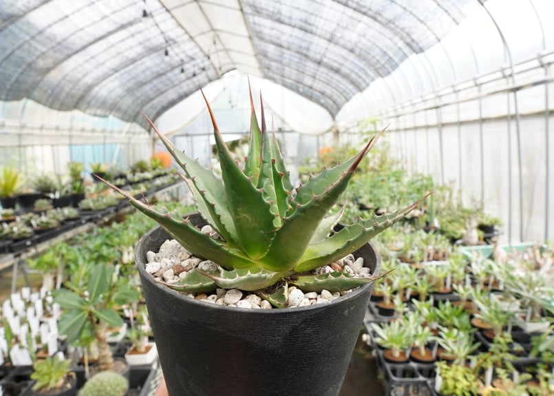 アガベモンタナ アガベ・モンタナ 5号 1ポットの通販 | GreenSnap STORE