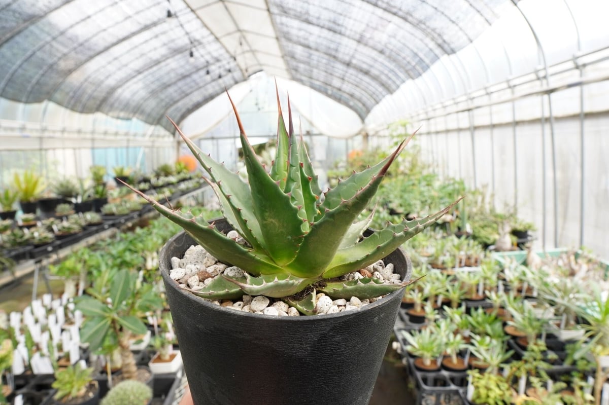 アガベ モンタナ【10/31〆】 アガベ モンタナ | mana's farm:塊根植物・アガベ・ドライガーデン植物