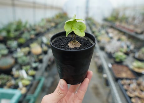 亀甲竜　Dioscorea elephantipes