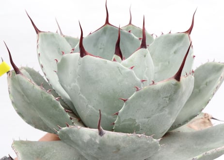 Agave parryi var truncata Huntington  №1