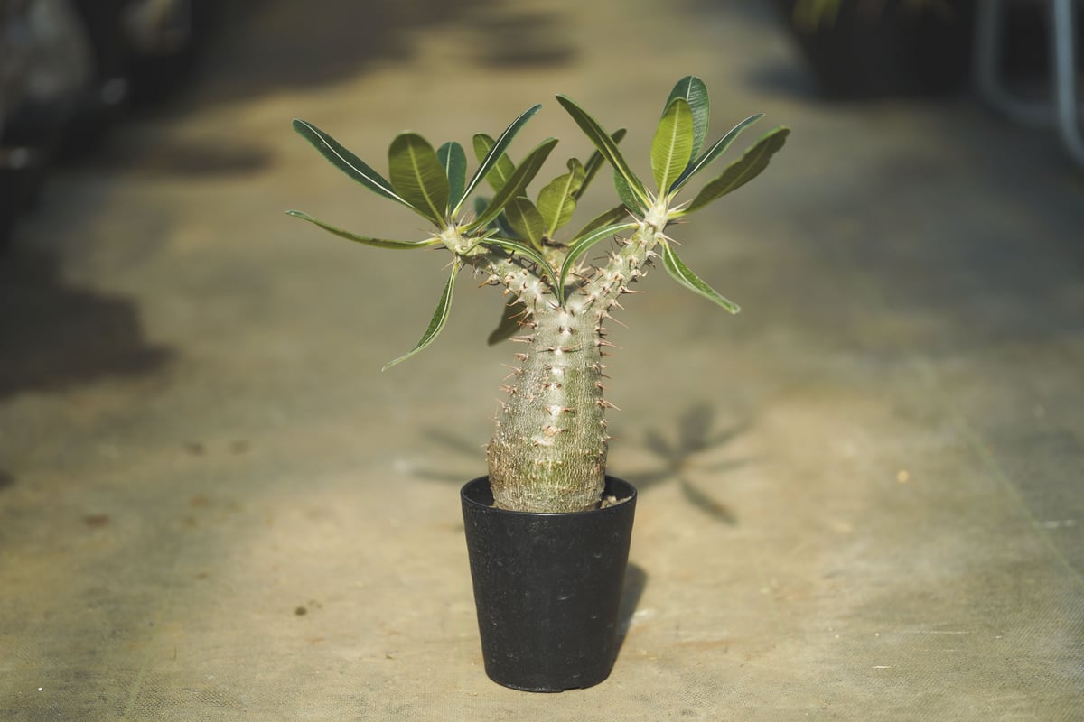 パキポディウム カクチペス鉢込◾️ボタナイズSHO-DO 塊根植物 パキポディウム カクチペス鉢込◾️ボタナイズSHO-DO 塊根植物 【公式