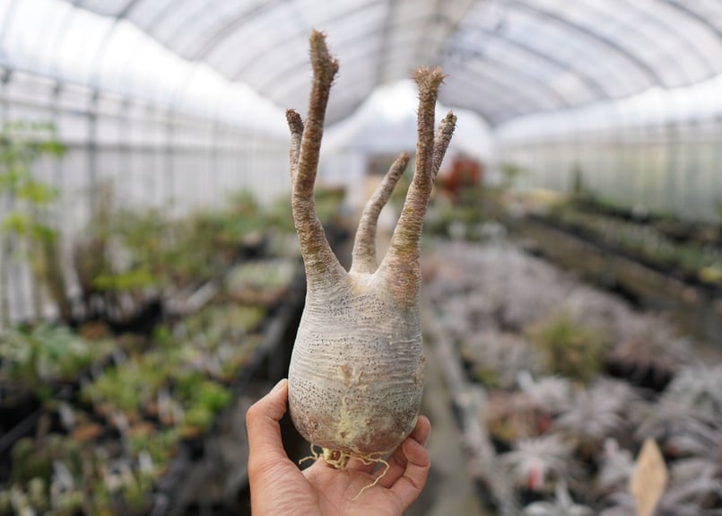 パキポディウム・グラキリス 抜き苗 〈19〉 | mana's farm:塊根植物