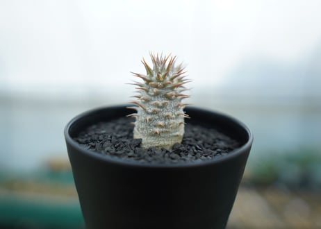 パキポディウム　カクチぺス　Pachypodium cactipes