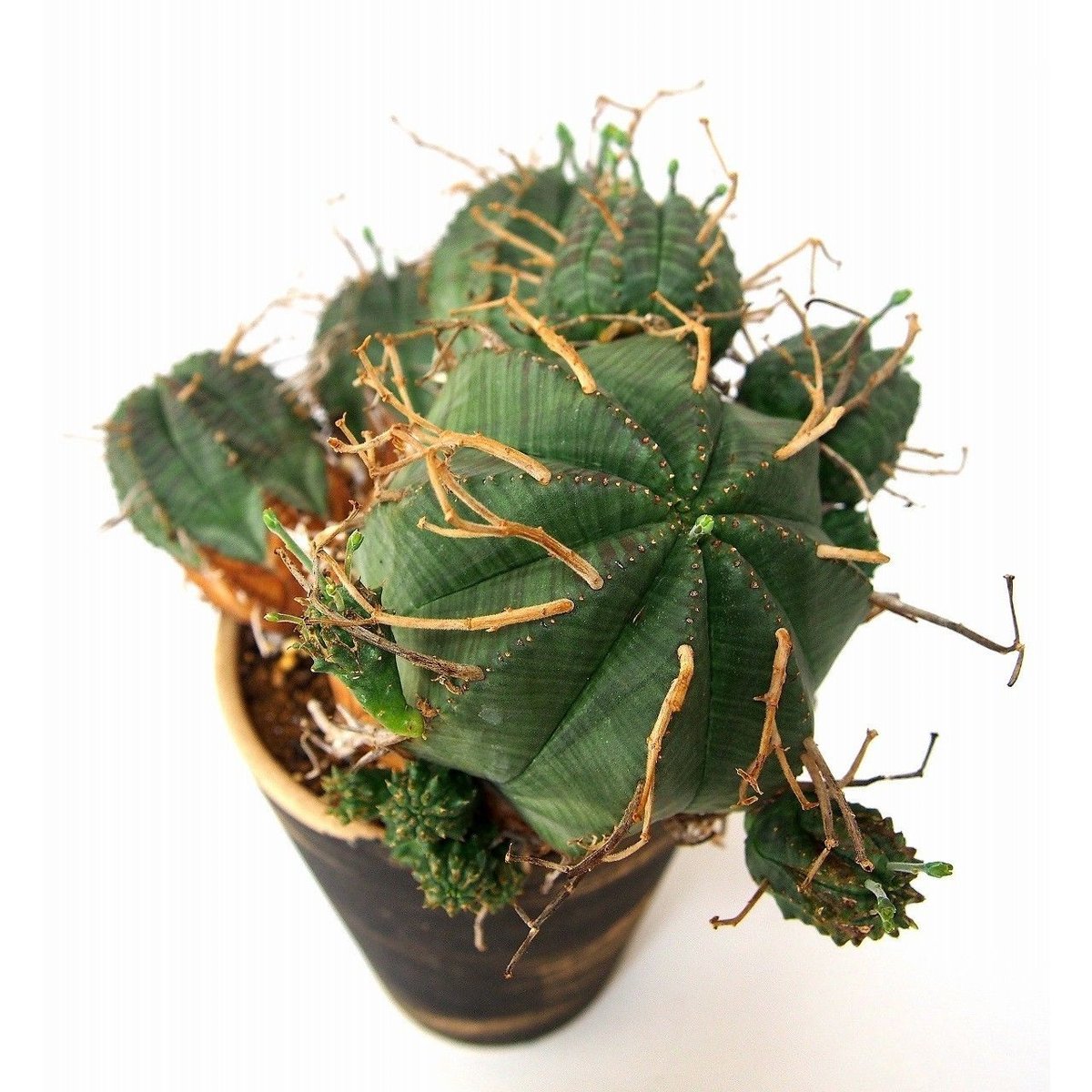 ユーフォルビア バリダ 群生 Euphorbia valida | mana's farm:塊