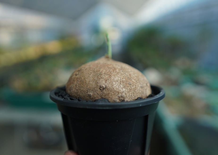 64ce0ec56c50d711d8a250c5