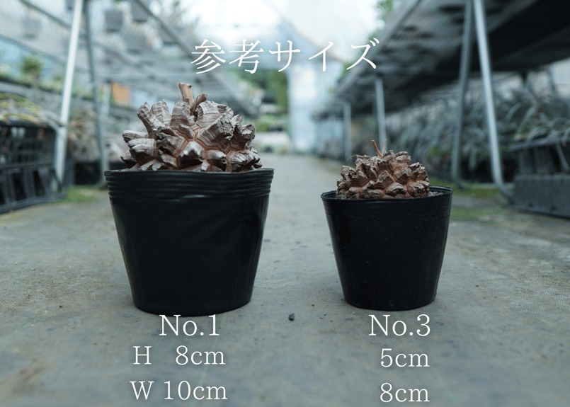 長谷川園芸産】亀甲竜 Dioscorea elephantipes No.7 | mana' 長谷川園芸産】亀甲竜 Dioscorea elephantipes No.7 | mana'
