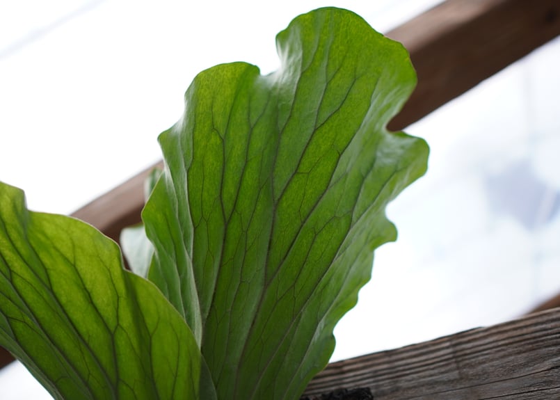 ビカクシダ P・エレファントティス No.1 | mana's farm:塊根植物