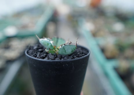 アガベ　チタノタ　 ブラックアンドブルー 　Agave titanota black and blue　No.5