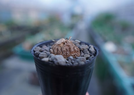 亀甲竜　Dioscorea elephantipes　No.10