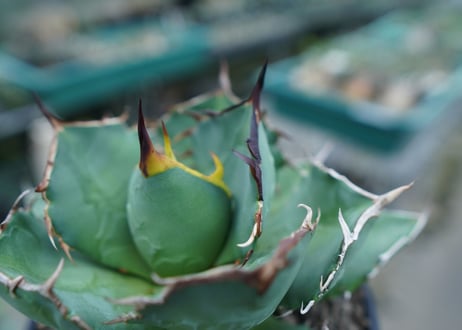 アガベ　チタノタ　FO-76　agave titanota  FO-76