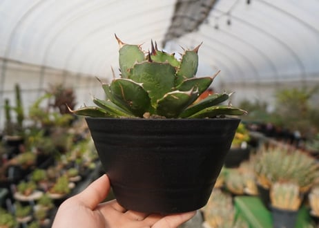 agave titanota　FO-76　NO.22