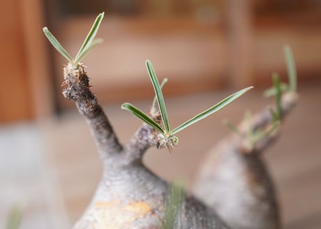 パキポディウム　グラキリス　3頭　 Pachypodium Gracilius