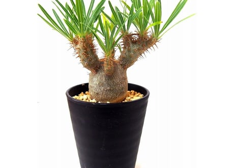 Pachypodium rosulatum   パキポディウム　グラキリス　実生
