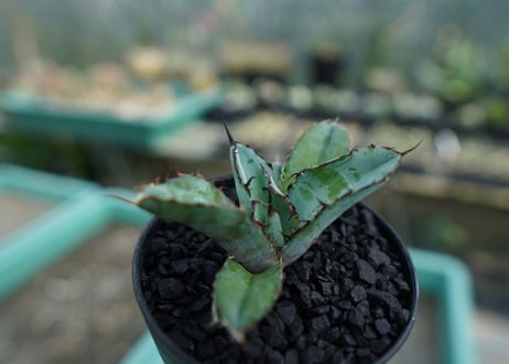 アガベ　チタノタ　 ブラックアンドブルー 　Agave titanota black and blue　No.9