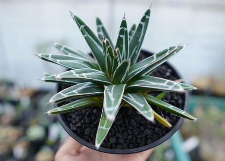 アガベ　笹の雪　Agave victoriae reginae　No.5