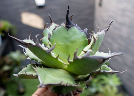 Agave ハデス 黒獄 A  NO.2