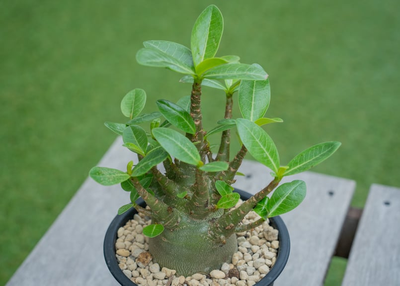 アデニウム モンスター | mana's farm:塊根植物・アガベ・ドライ