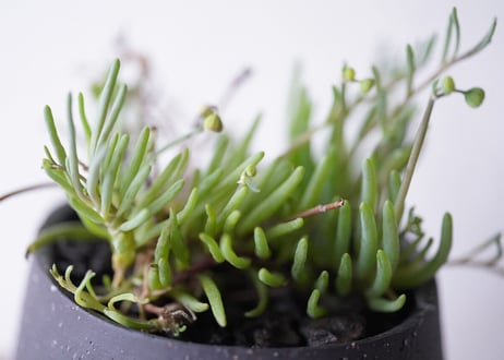 Othonna clavifolia