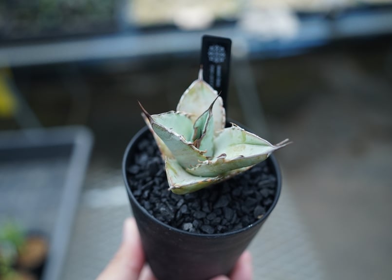 アガベ ホワイトアイス　カリフォルニア産 アガベ・チタノタ「ホワイト・アイス」スムースエッジ 4.5号鉢