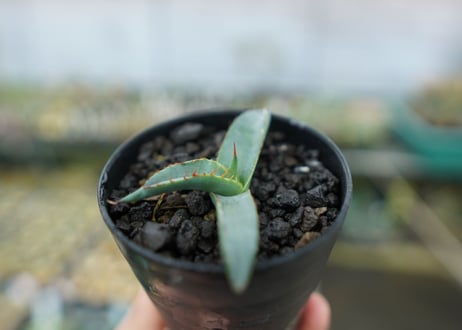 アガベ　シャークスキン Agave Sharkskin No.1