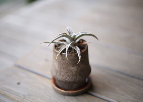 ディッキア 　 Dyckia