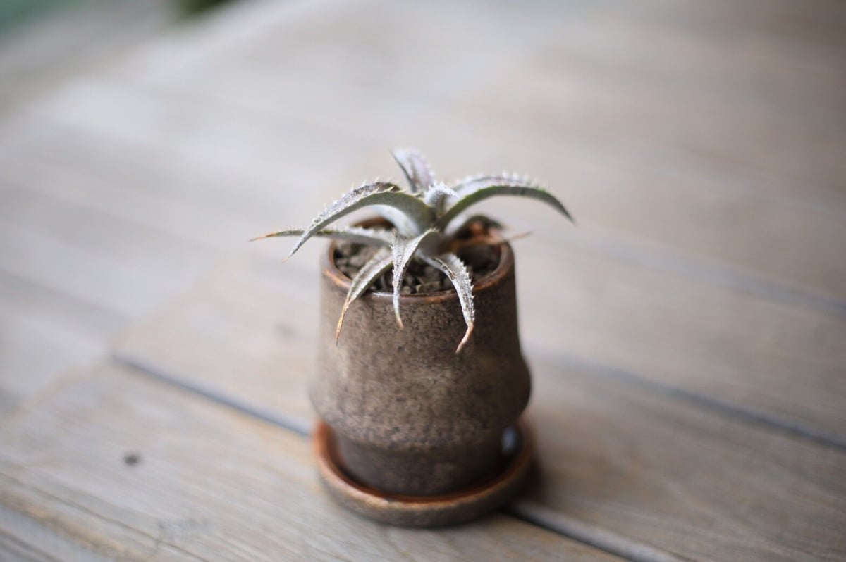 ディッキア Dyckia | mana's farm:塊根植物・アガベ・ドライガーデン