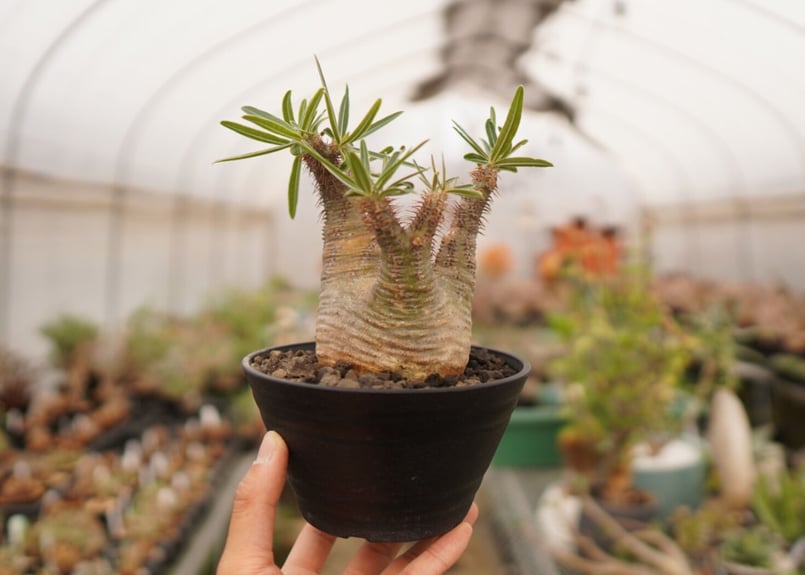 パキポディウム グラキリス B NO.1 | mana's farm:塊根植物・アガベ