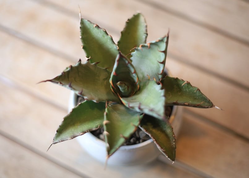 アガベ ハイブリット (チタノタ×マルガリータ) Agave hybrid