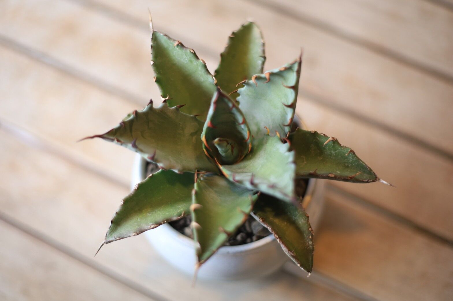 アガベ ハイブリット （チタノタ×マルガリータ） Agave hybrid