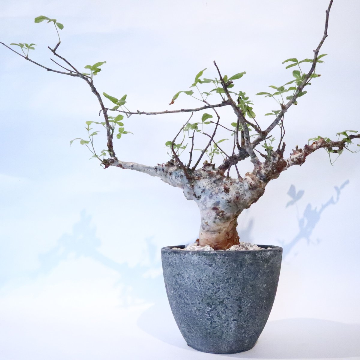 コミフォラ オルビクラリス | mana's farm:塊根植物・アガベ・ドライ