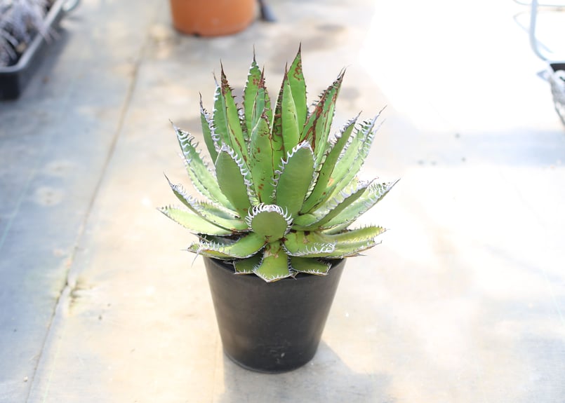 アガベ ホリダ | mana's farm:塊根植物・アガベ・ドライガーデン植物