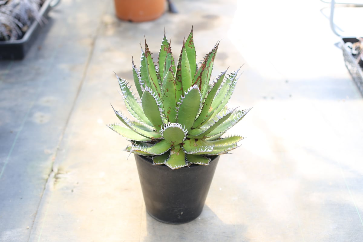 fit=scale-down,w=1200