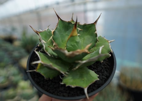 アガベ　チタノタ　獅子光　agave titanota  lion light