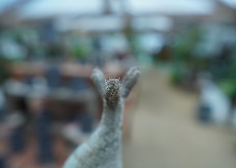 【抜き苗】パキポディウム　グラキリス　 Pachypodium Gracilius  No.9