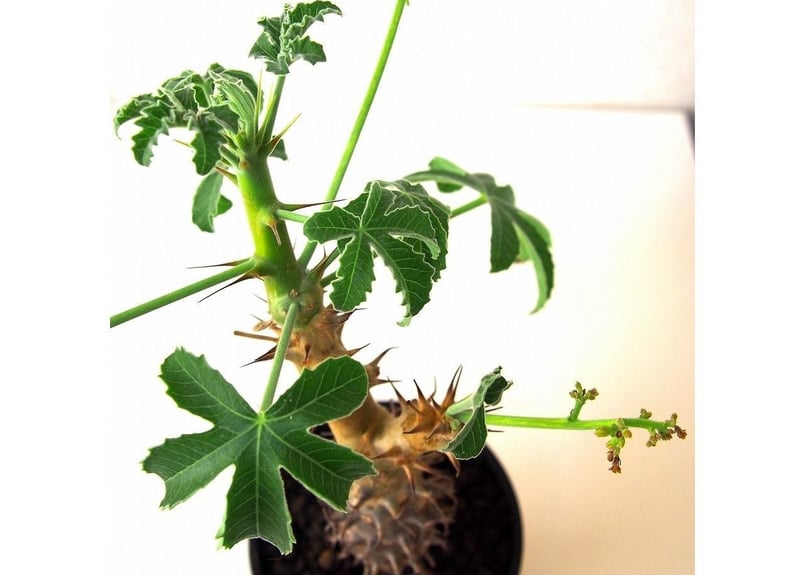 Jatropha fissispina ヤトロファ フィッシスピナ | mana's farm