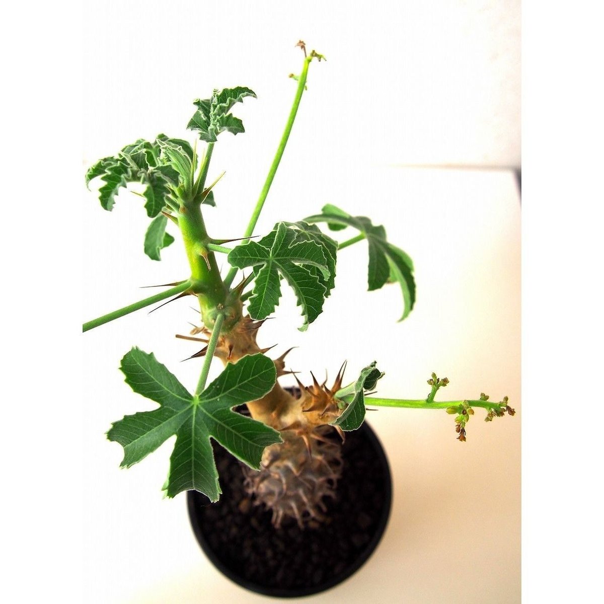 Jatropha fissispina ヤトロファ フィッシスピナ | mana's farm