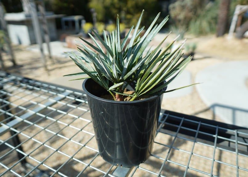 チャメロプス セリフェラ Chamaerops humilis var. Cerifera