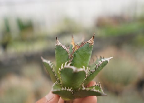 agave titanota　レッドキャットウィーズル　№3