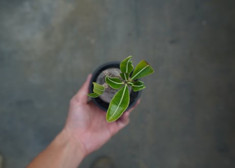 パキポディウム　グラキリス　 Pachypodium Gracilius  No.9