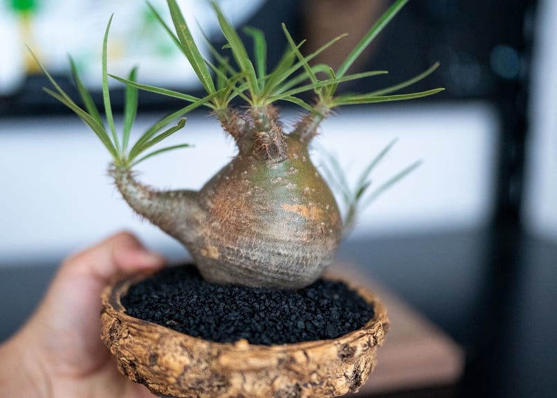 man　パキポディウム グラキリス パキポディウム グラギリス （パキポディウム グラキリス no.6