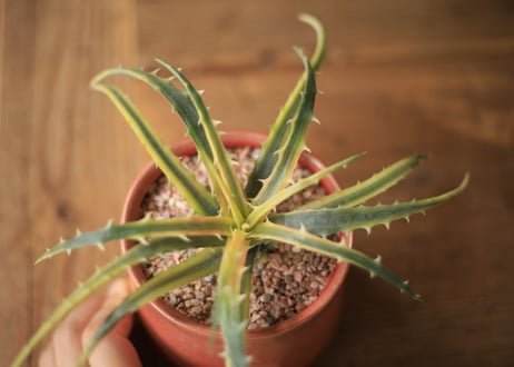 ディッキア　アンダマン　Dyckia 'Samed Rtp'(Andaman)