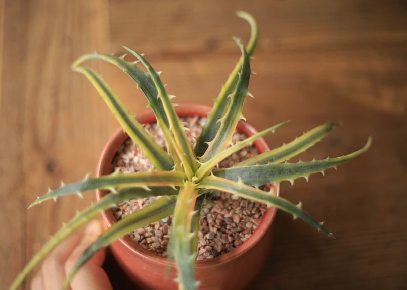 ディッキア アンダマン Dyckia 'Samed Rtp'(Andaman) | mana'