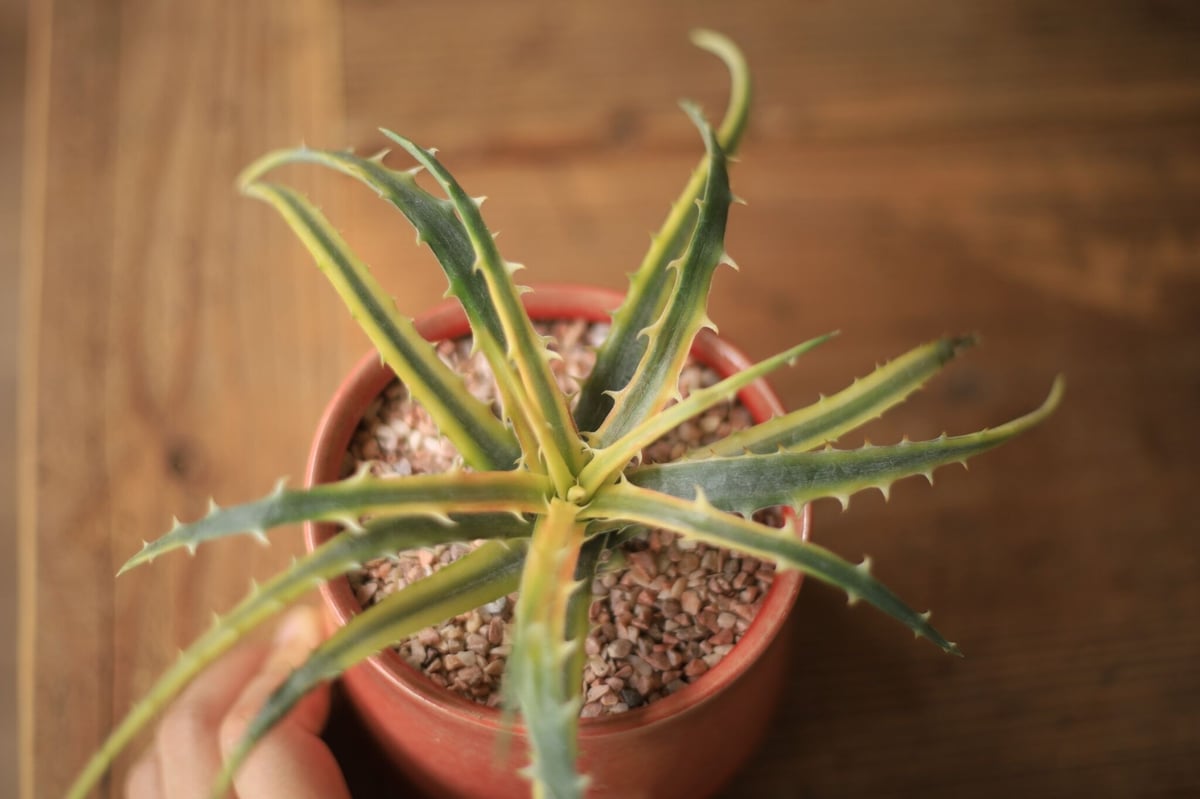 ディッキア アンダマン Dyckia 'Samed Rtp'(Andaman) | mana' ディッキア アンダマン Dyckia 'Samed Rtp'(Andaman) | mana'