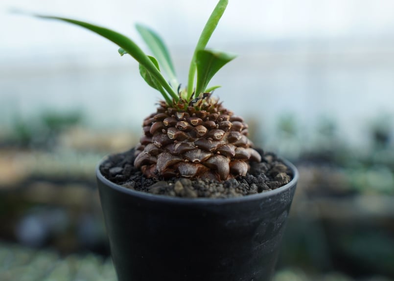 A052 ユーホルビア鉄甲丸Euphorbia bupleurifolia 2株 A052 ユーホルビア鉄甲丸Euphorbia bupleurifolia 2株