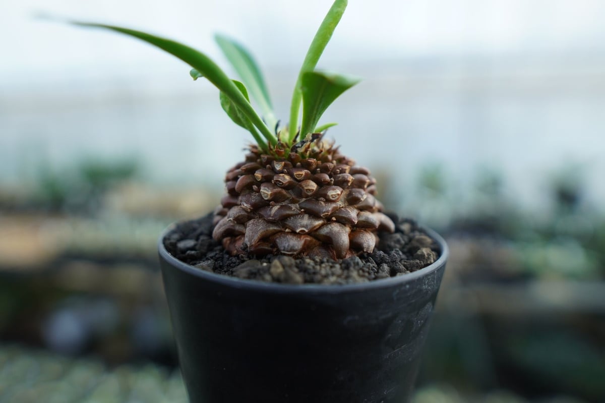 ユーフォルビア 鉄甲丸 Euphorbia bupleurifolia | mana's fa