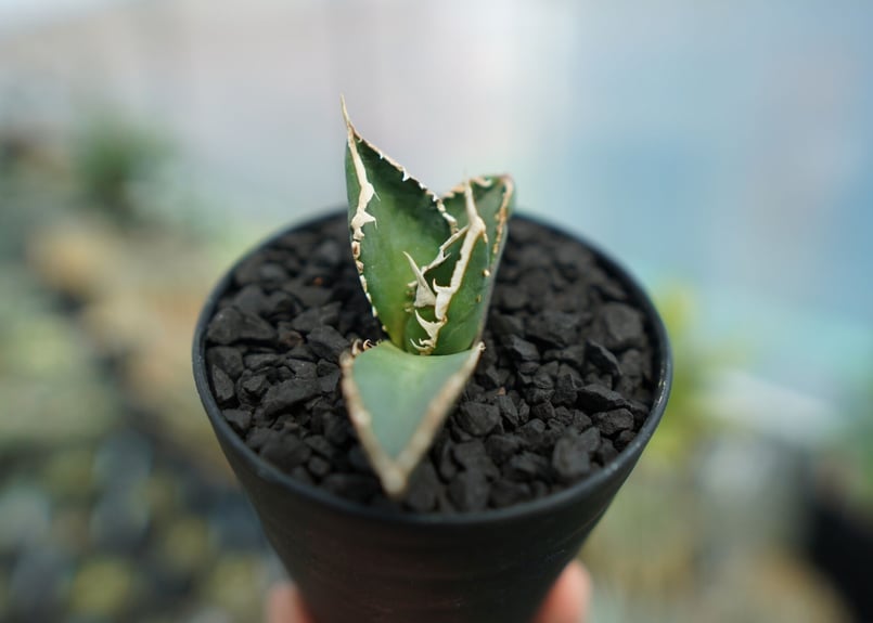 アガベ チタノタ 狼人 agave titanota 