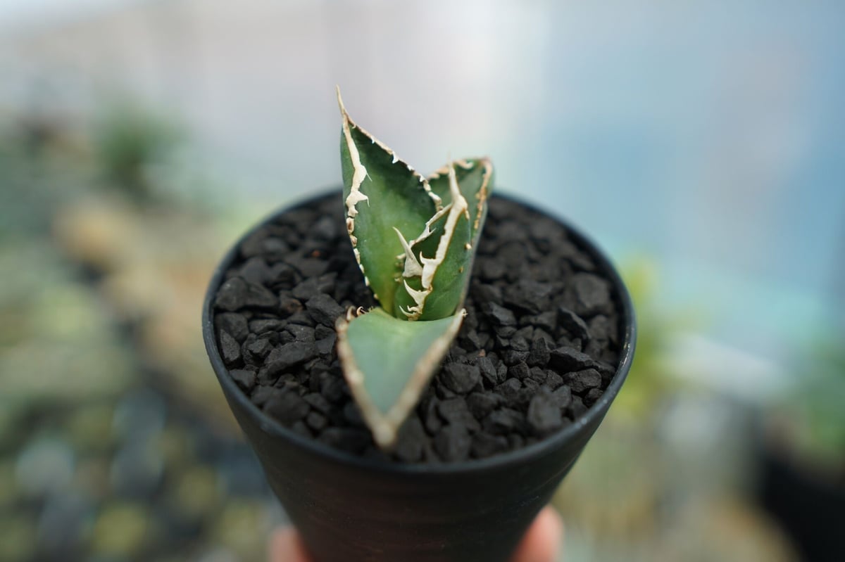 アガベ チタノタ 狼人 agave titanota 