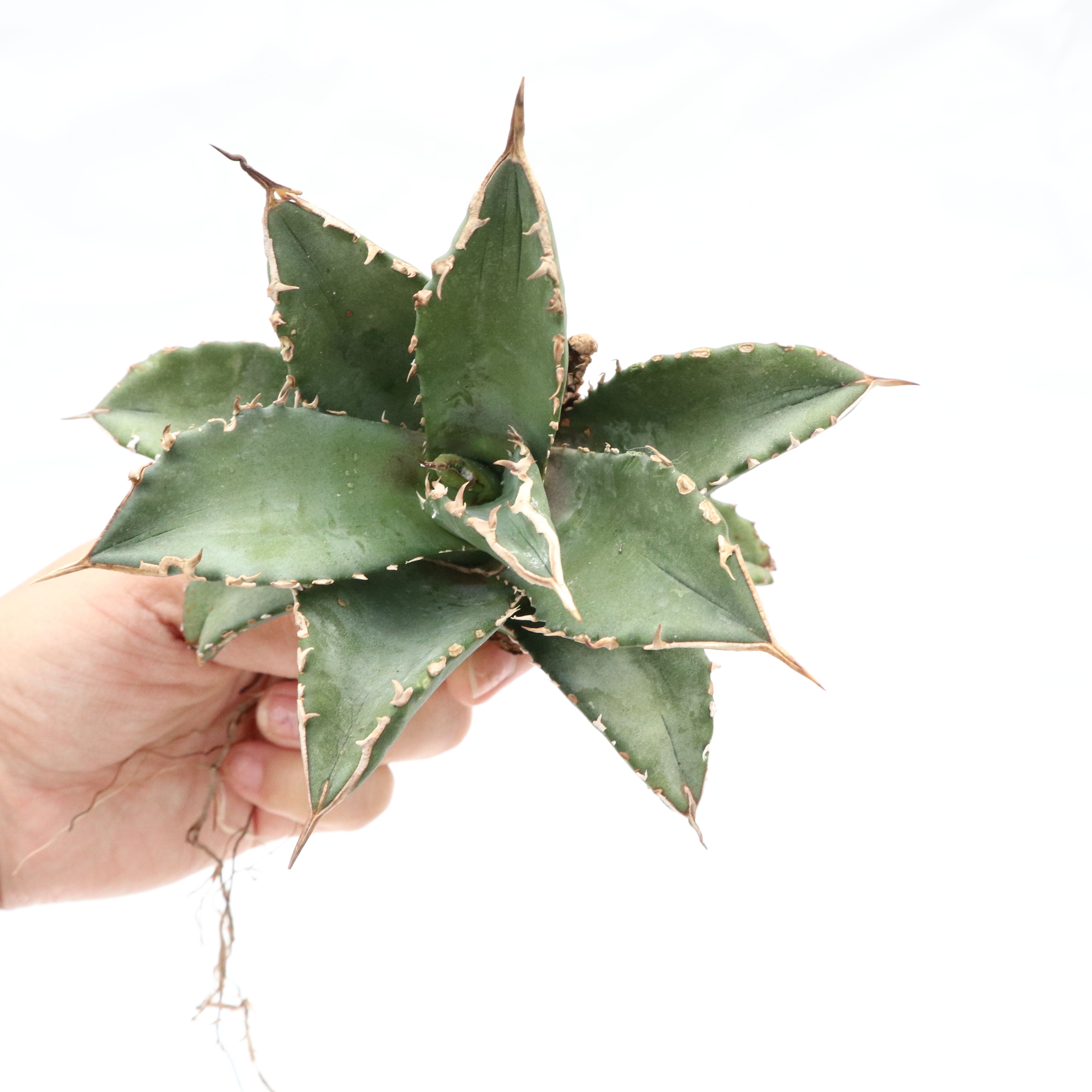 Agave titanota 'FO-76 teeth on back of leaf clo